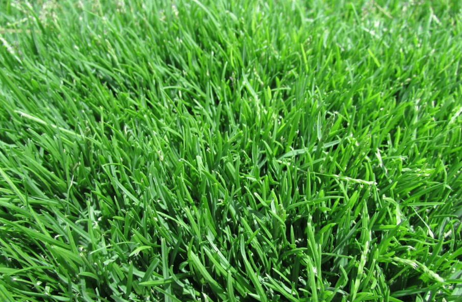 
Emerald Zoysia (Zoysia Emerald) grass seeds-