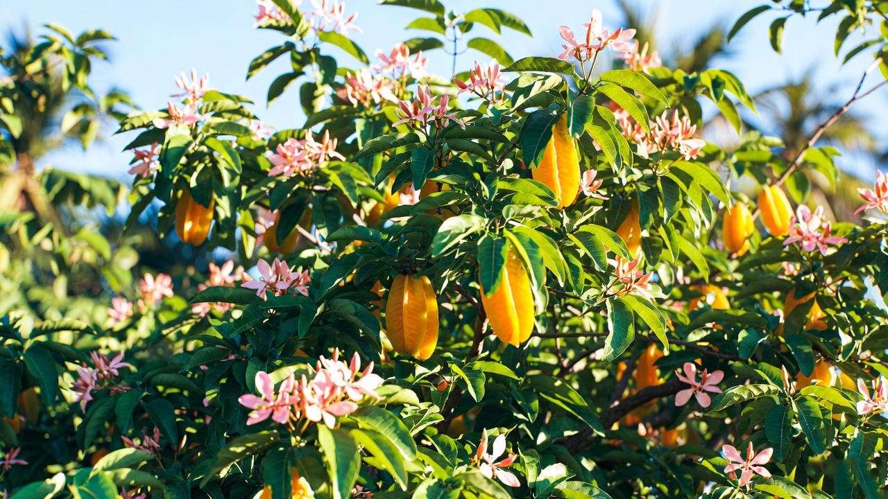 Vibrant star fruit tree with pink flowers and ripening fruit in a sunny tropical garden.