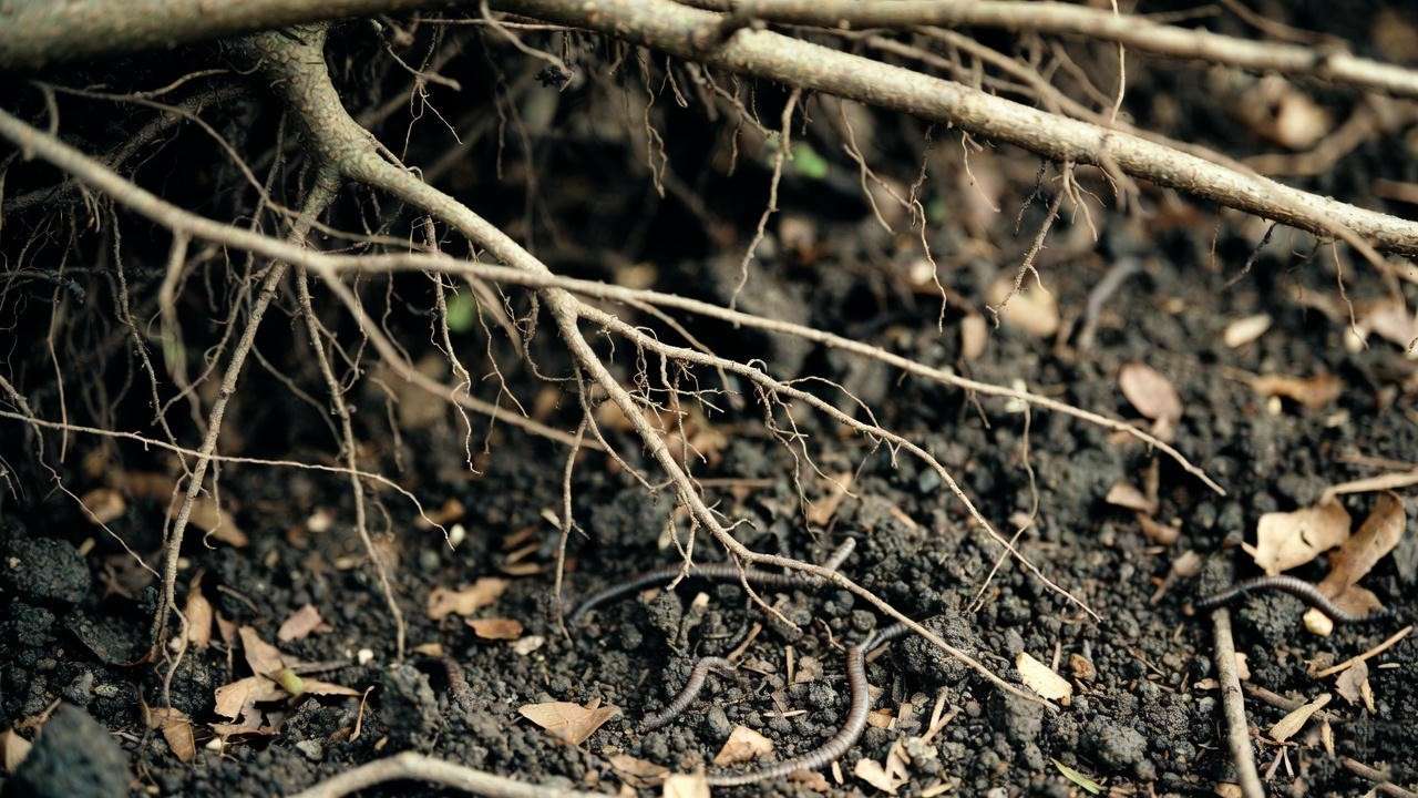 Healthy maple tree root system in nutrient-rich soil.”
