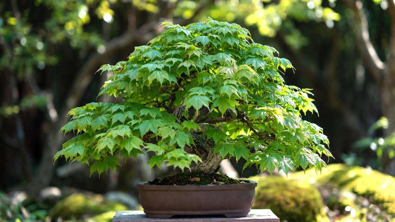  Vibrant Shishigashira Japanese green maple bonsai tree in a brown ceramic pot, showcasing emerald-green leaves in spring sunlight.
