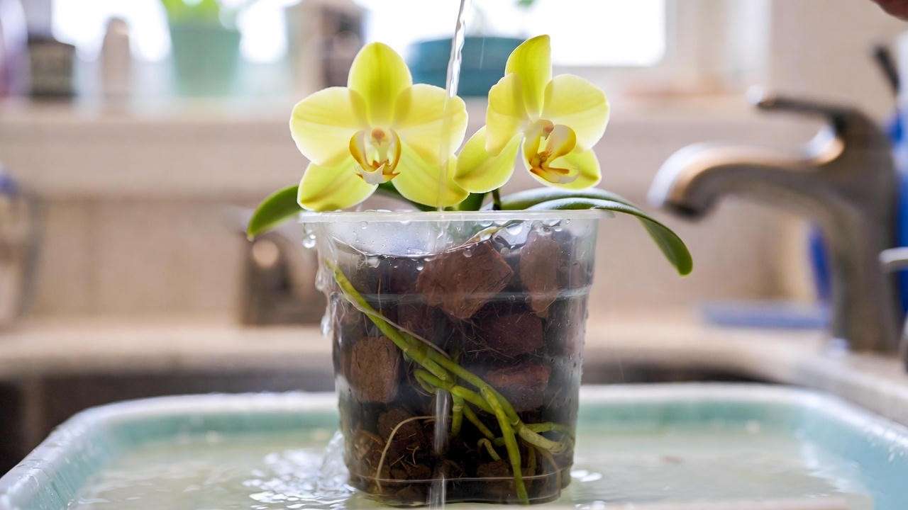 Watering a yellow orchid plant in a clear pot, demonstrating soak-and-dry method for yellow orchid plant care.