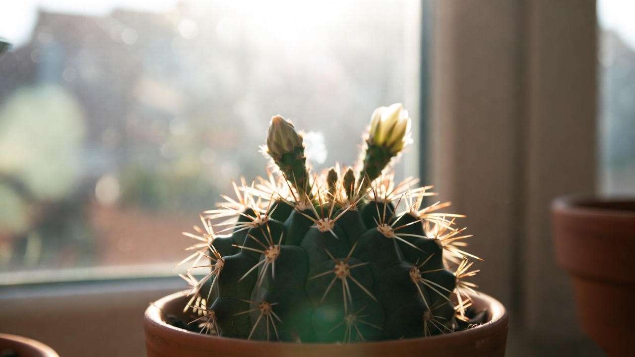  Cactus flowering plant in a terracotta pot on a sunny windowsill, highlighting optimal light exposure.
