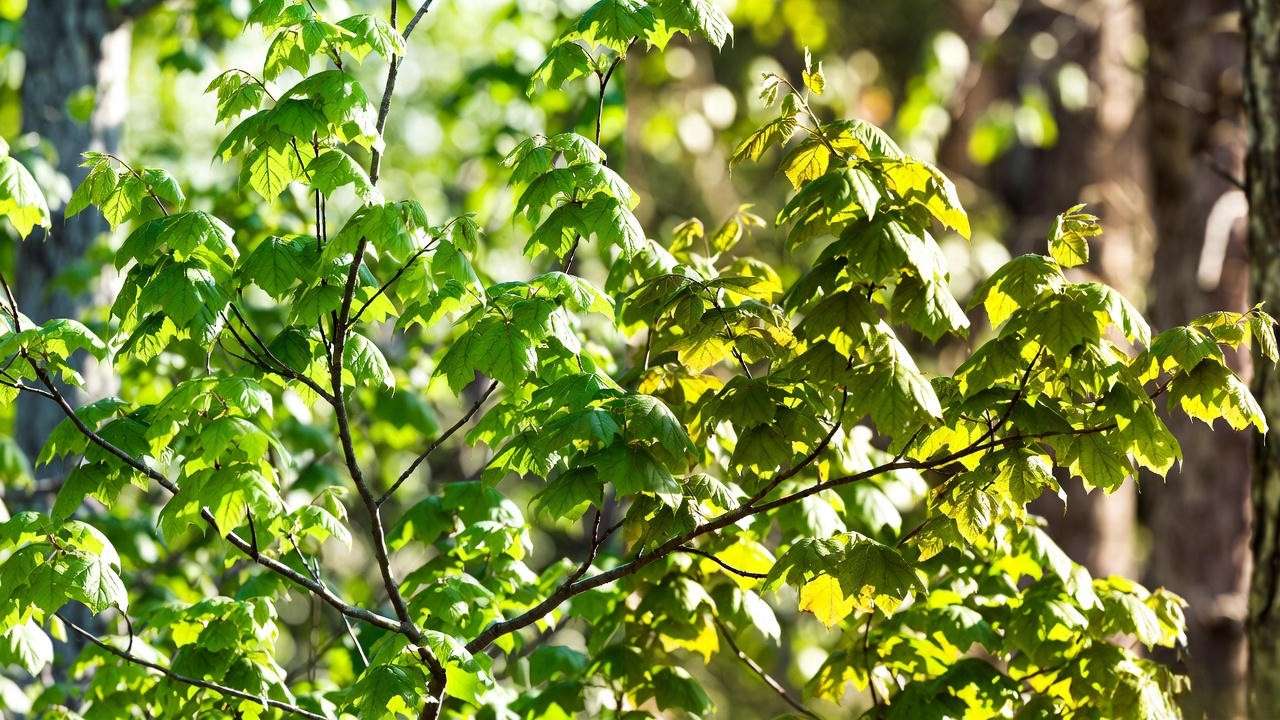  “Maple tree during spring and fall, highlighting ideal fertilizing seasons.”
