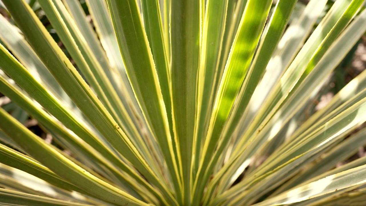 Close-up of yellow yucca plant leaves with yellow-green variegation, illuminated by bright sunlight.
