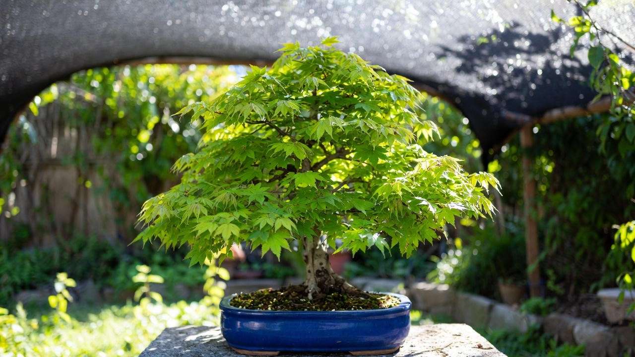 Kiyohime Japanese green maple bonsai tree in a blue pot under a shade cloth in a hardiness zone 6 garden with morning sunlight.
