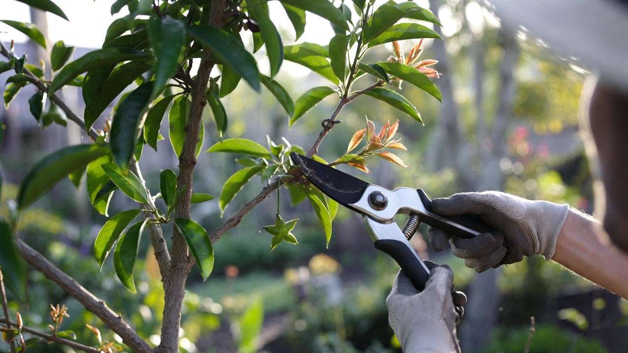 Gardener pruning a star fruit tree with shears in a lush tropical garden.