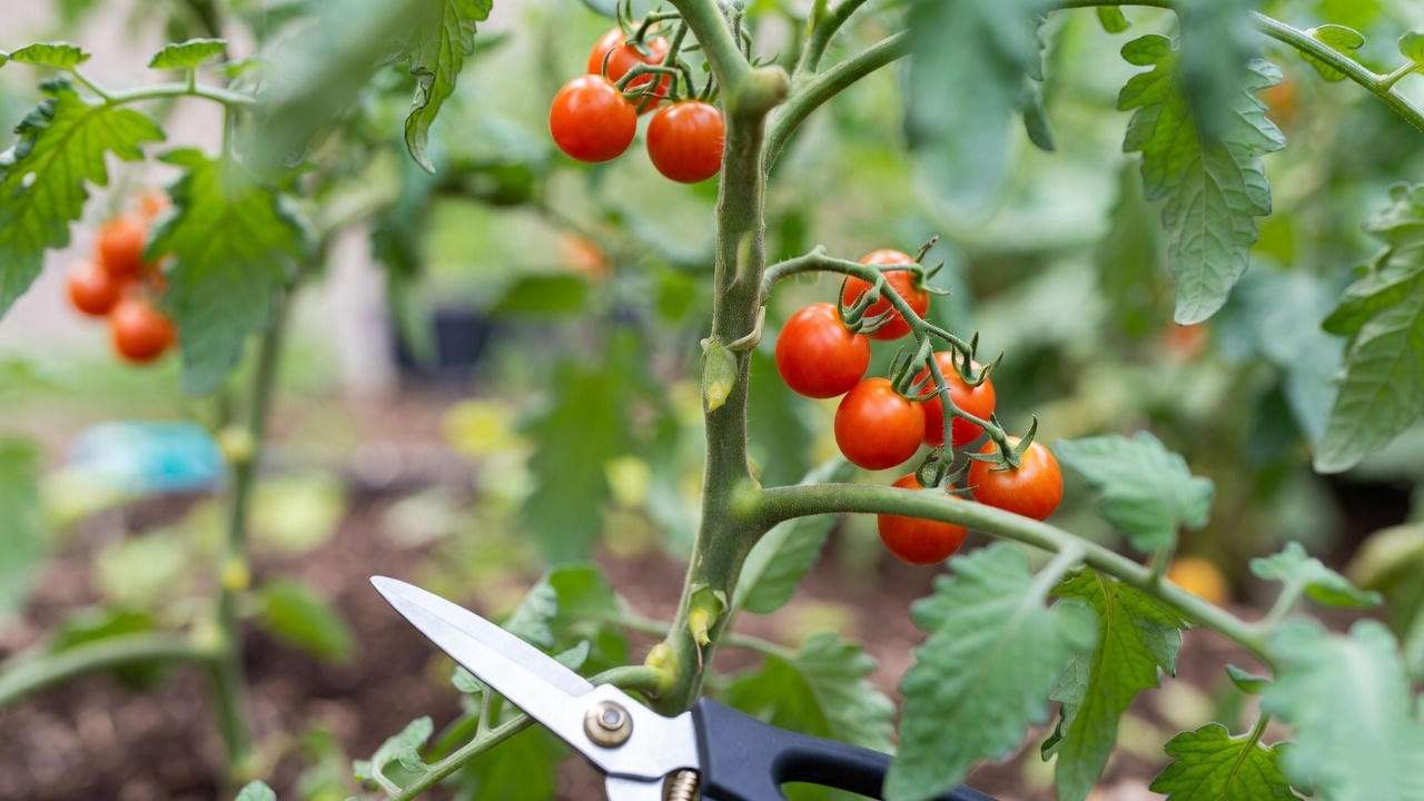 Neatly pruned grape tomato plant with removed suckers and vibrant fruit clusters.
