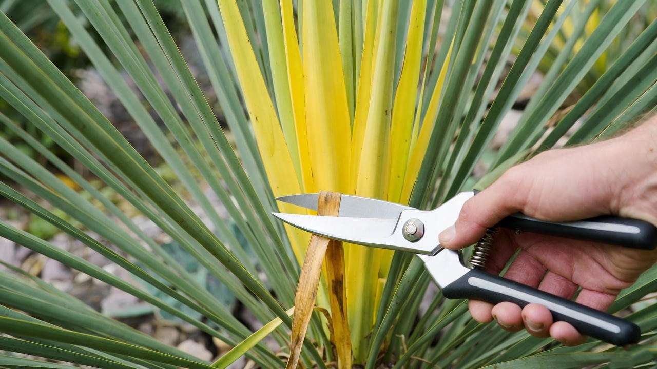 Gardener pruning a yellow yucca plant, cutting a dead leaf with shears near vibrant yellow-green foliage.
