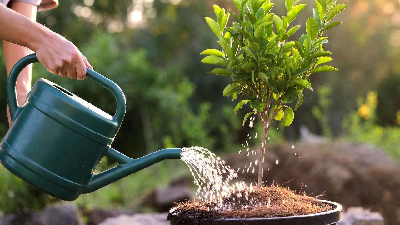  Person deep watering a potted lemon tree with proper technique. 