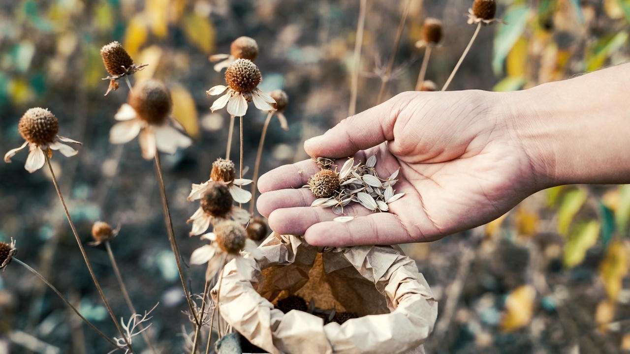 Hand collecting mature cosmos seeds from dried flower heads into a paper bag in a rustic autumn garden, showcasing seed-saving techniques.