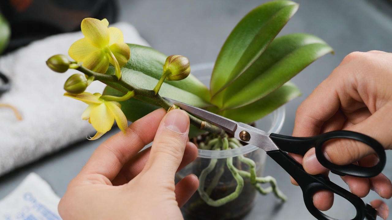 Pruning a yellow orchid plant’s flower spike with sterilized scissors for healthy yellow orchid plant care.