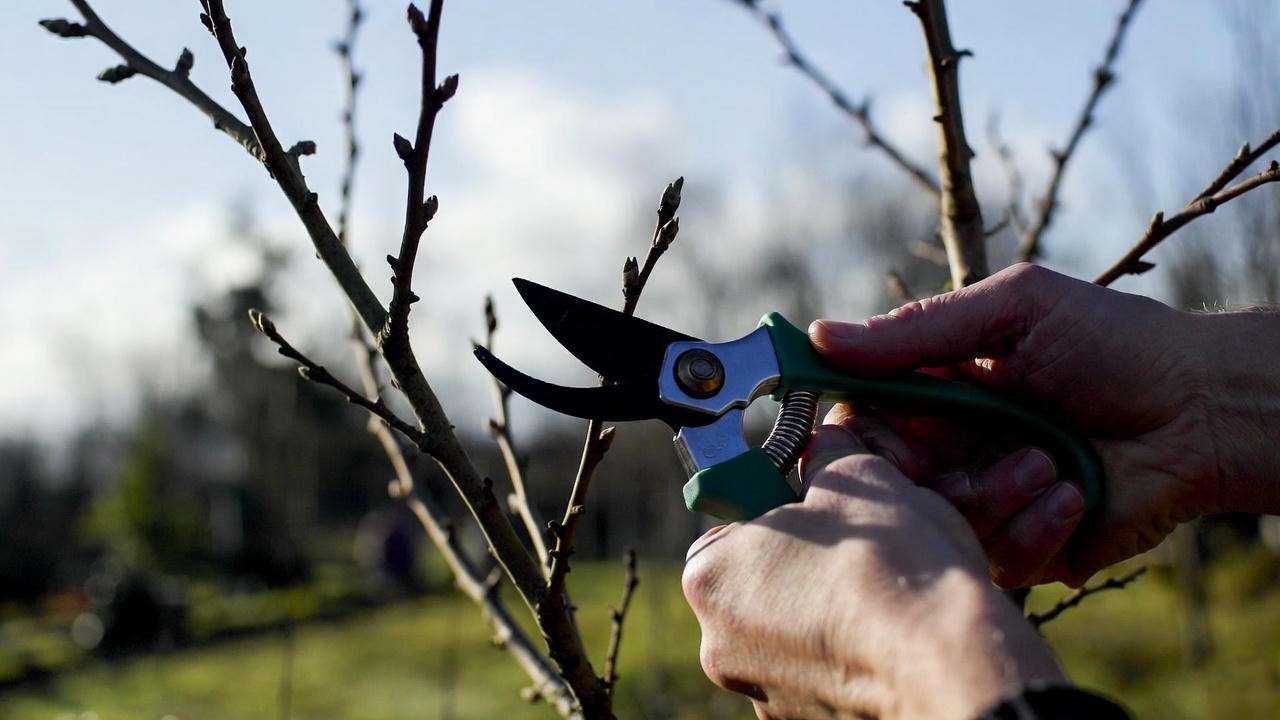 Gardener pruning a self-pollinating fruit tree in early spring, demonstrating essential care for maximum fruit yields.