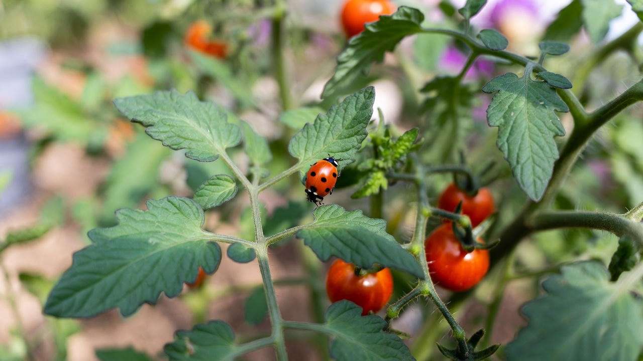 Ladybug on grape tomato plant leaf for natural pest control in a garden.
