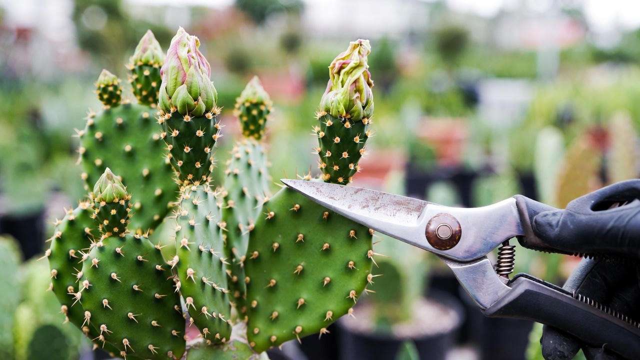 Gloved hand pruning a cactus flowering plant with shears to promote healthy growth and blooms.
