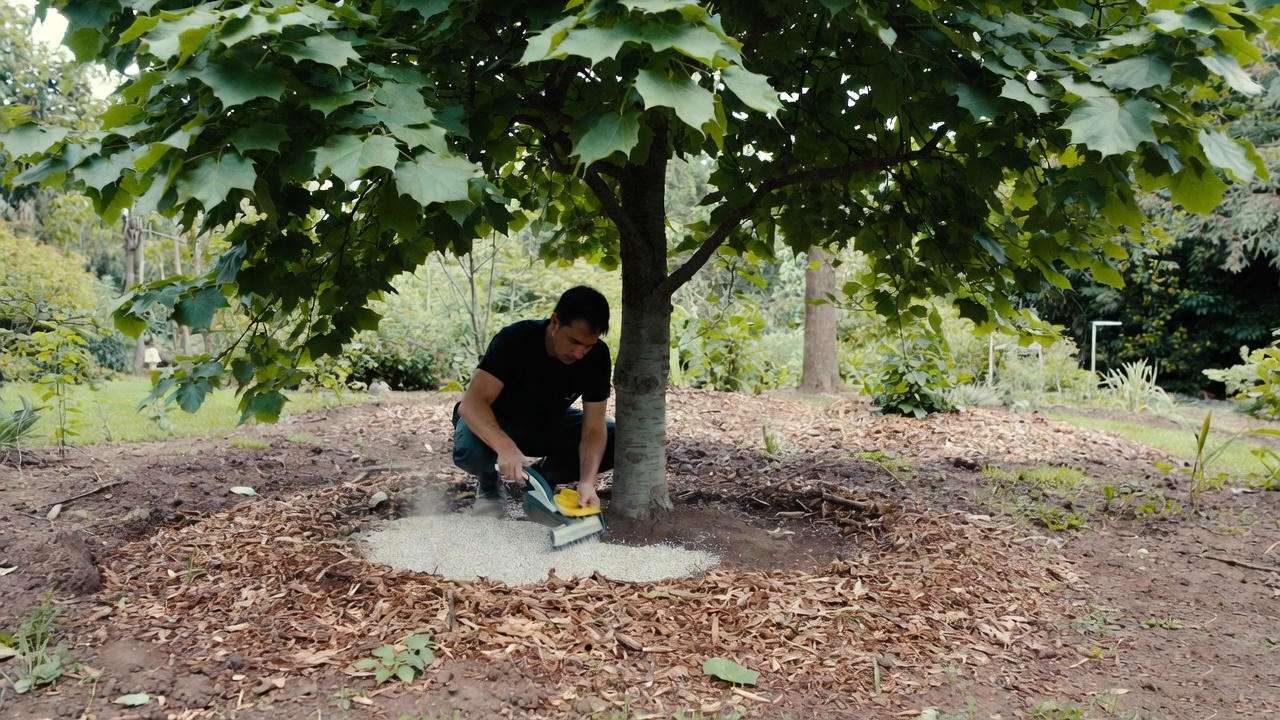  “Gardener applying fertilizer around a maple tree’s dripline.”
