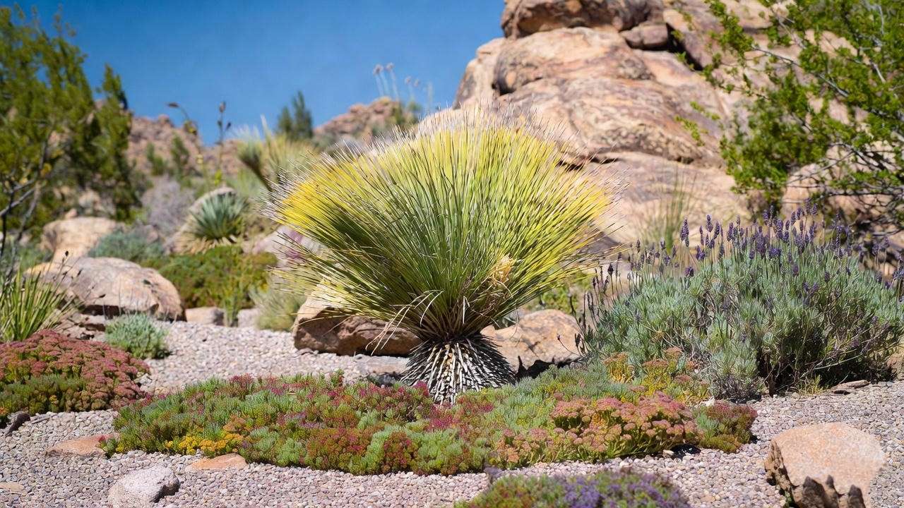 Yellow yucca plant in a xeriscape garden with gravel, sedums, and lavender under a sunny desert sky.
