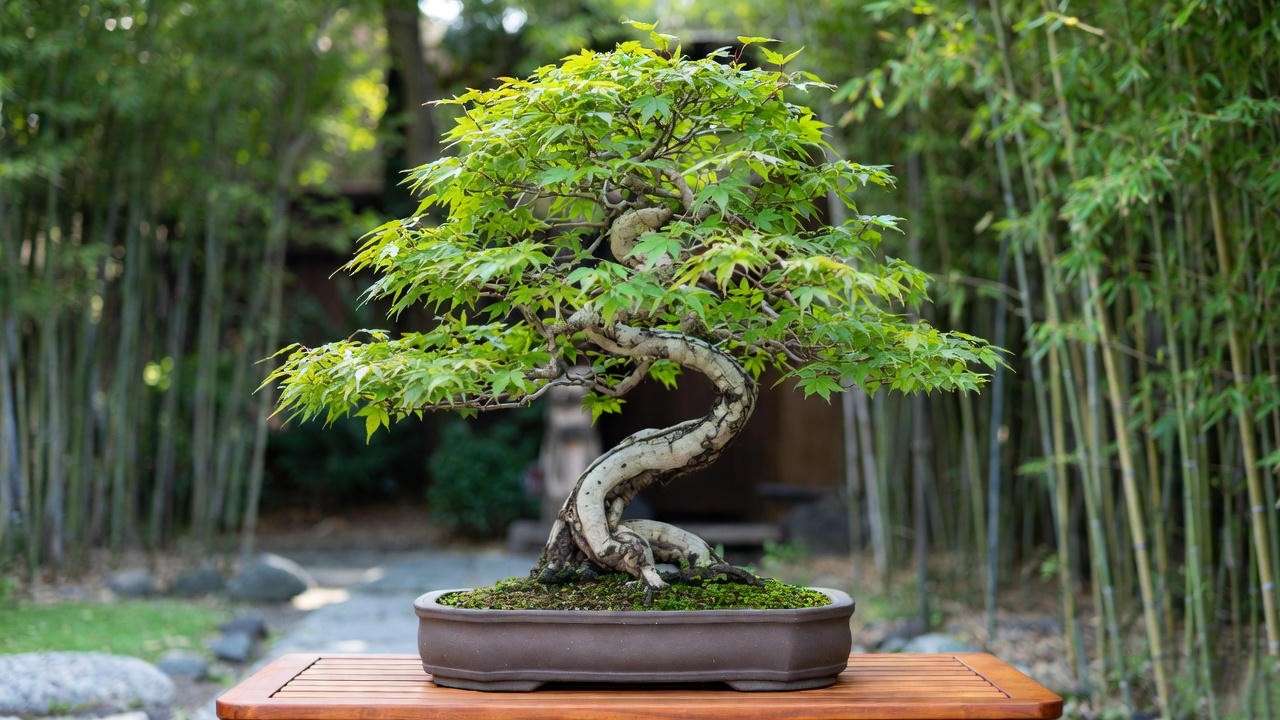 Moyogi-styled Seigen Japanese green maple bonsai tree in a brown pot, showcasing a curved trunk and green foliage on a wooden stand.
