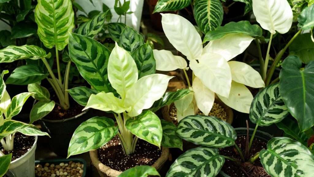 Green and White Plant