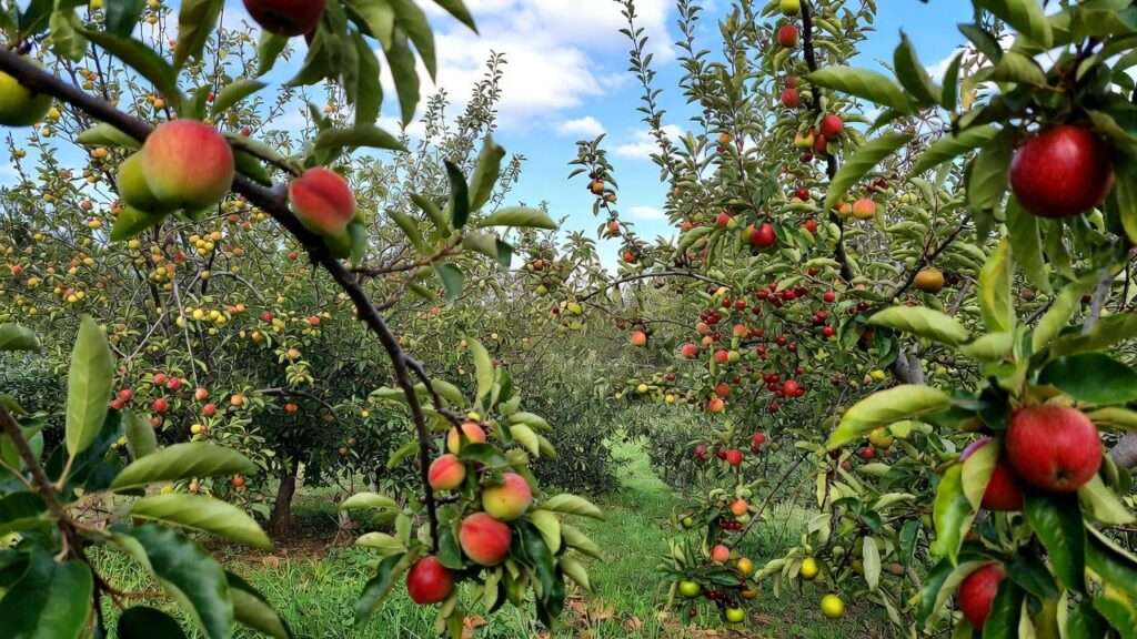Self-Pollinating Fruit Trees