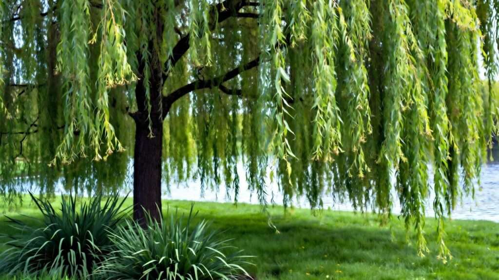 Willow Plants