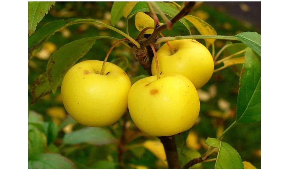 European Crab Apple, (French Crabapple), Malus Sylvestris, Tree 30 Seeds