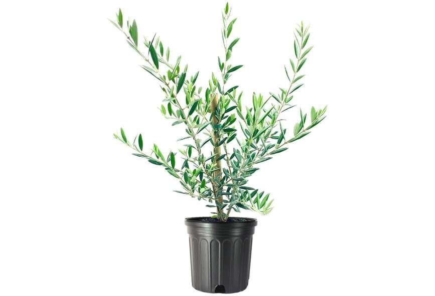 Arbequina Olive Tree - Beautiful Live Plant - 6 Inch Pot - Grow Your Own Olives Indoors - Olea Europaea 