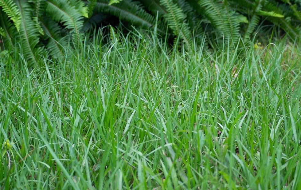 Generic Pensacola Bahia Grass Seed (Coated) 5 lbs, natural