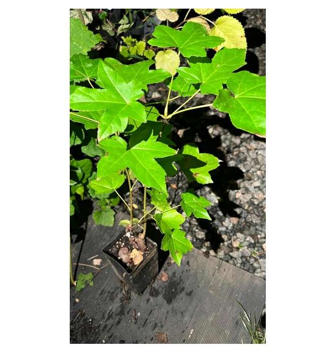 Sweetgum (Liquidambar styraciflua), 1-2 Year Old, One Plant 5-10 inches Tall
