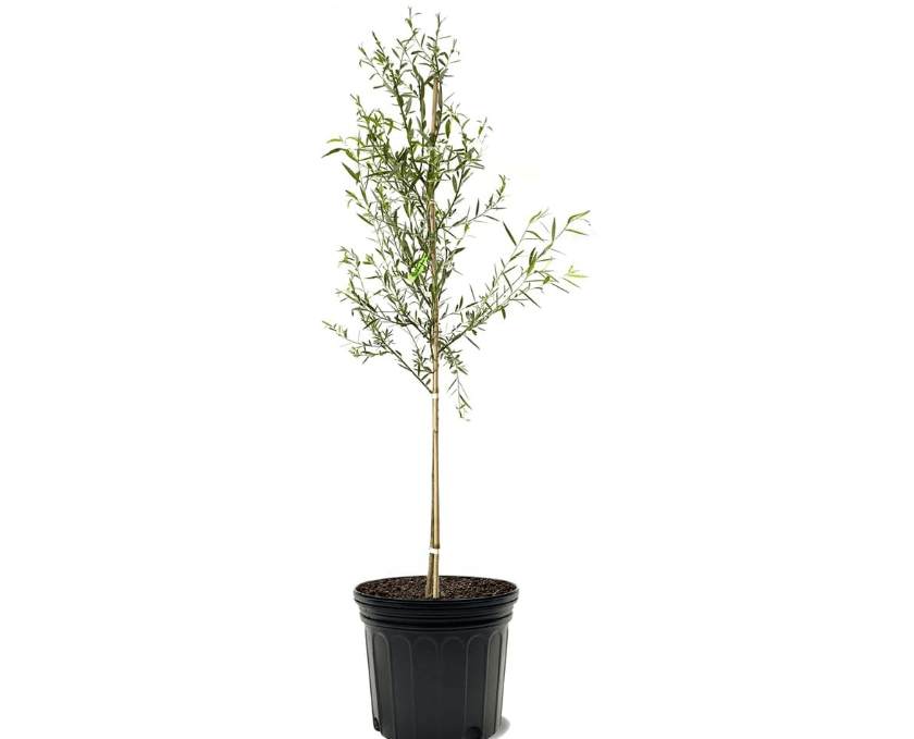 
Weeping Willow, Deciduous, Fast-Growing, Shade Tree, 7 gal, Nursery Pot (Due to Agricultural Laws, we Cannot Ship to CA, AZ, AK, or HI)