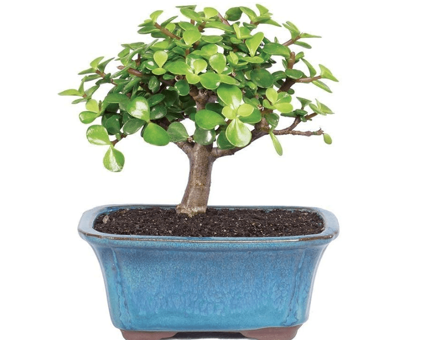 Brussel's Bonsai Live Dwarf Jade Bonsai Tree, Indoor - Small, 3 Years Old, 5 to 8 Inches Tall - Jade Tree in Decorative Ceramic Bonsai Pot