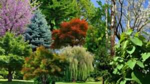 Best Landscaping Trees
