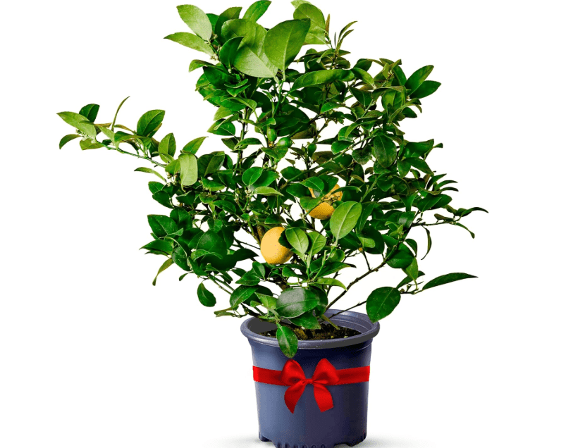 
Meyer Lemon Trees Live Plants Outdoor 18-22" Tall - Dwarf Fruit Trees Potted Cannot Ship: CA/AZ/TX/LA – Mini Lemons Plant, Citrus Tree, Indoor Fruit
