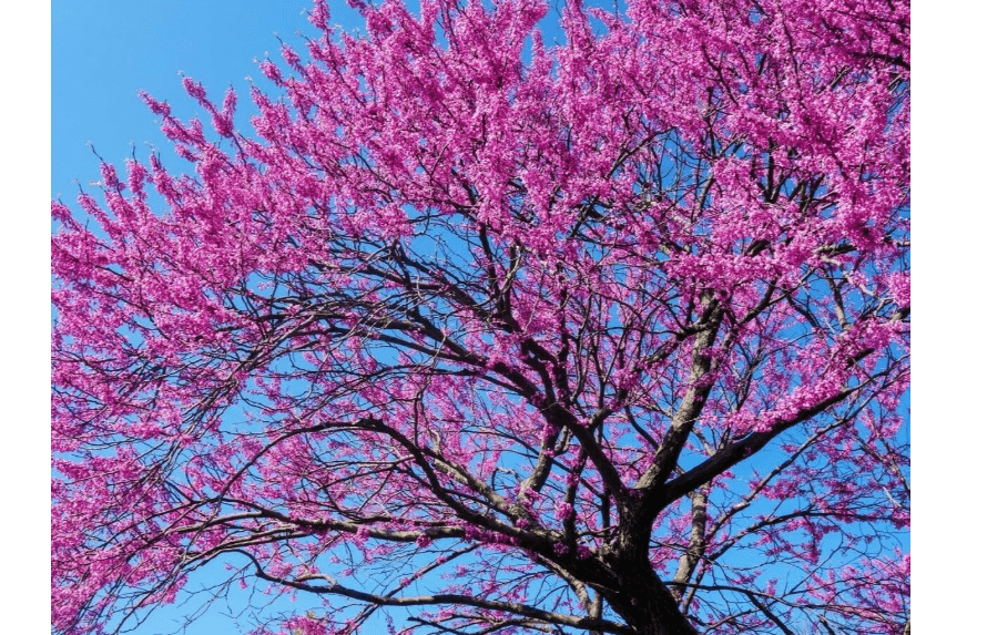 5 Eastern Redbud Trees - 8-12" Tall Seedlings - Ornamental Spring Blooming Live Plant - Cercis Canadensis - (5 Pack)