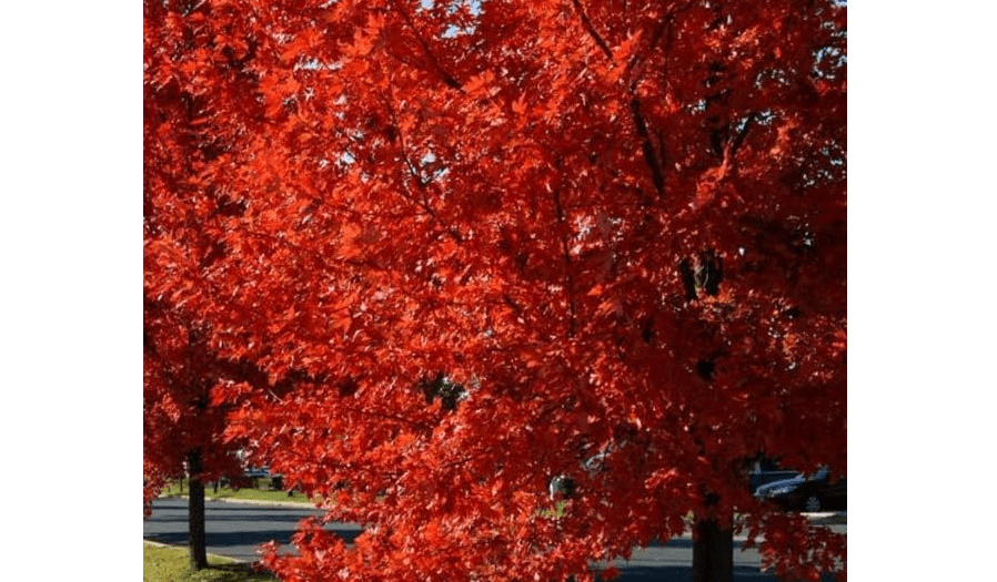 
Autumn Blaze Maple Tree - 1 Gallon, Established Roots Potted - Acer x Freemanii, Fast Growing Tree, Fall Colors