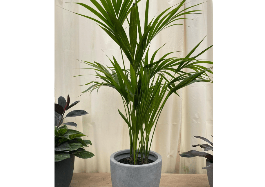 Kentia Palm Tree, Howea Forsteriana, Live Plant - Exotic and Rare Indoor/Outdoor Plant, Tropical Garden Plant, Low Maintenance, Air Purifying Plant (6in Po