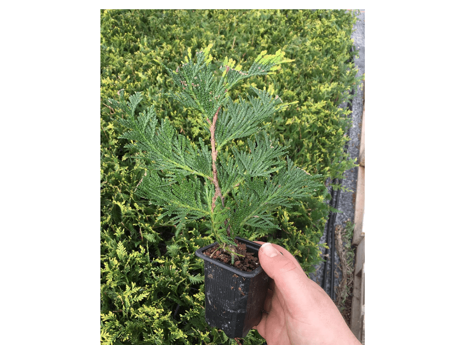 
10 Thuja Green Giant Arborvitae 8-12" t