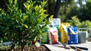 Best Fertilizer for Lime Tree