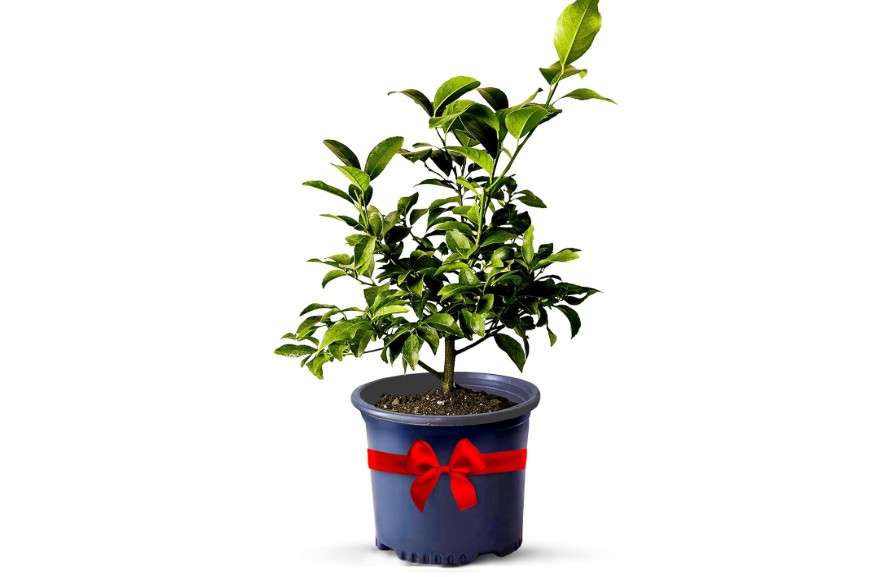 Key Lime Live Tree Indoor Plants Outdoor 18-22" Tall - Fruit Trees, Key Limes Tree Outdoor Patio Cannot Ship: CA/AZ/TX/LA – Potted Indoor Fruit Trees...