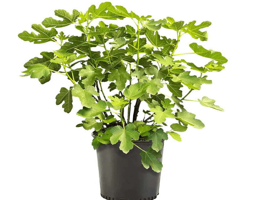 
1 Gallon Fig Brown Turkey Shrub