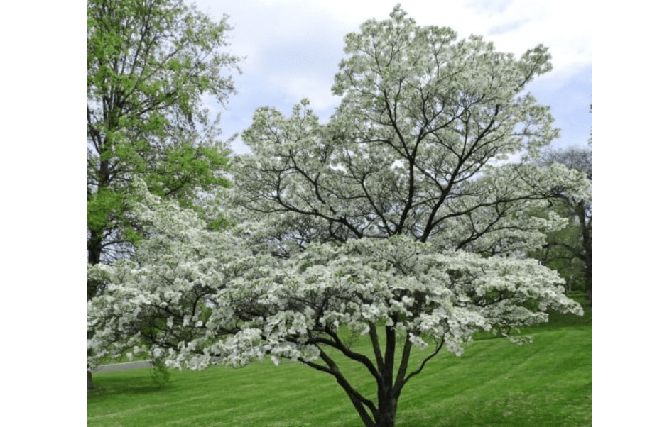 White Flowering Dogwood Tree - 24-36" Tall Live Plant - 2-3 Foot Tall Spring Blooming Shade Tree - Cornus Florida