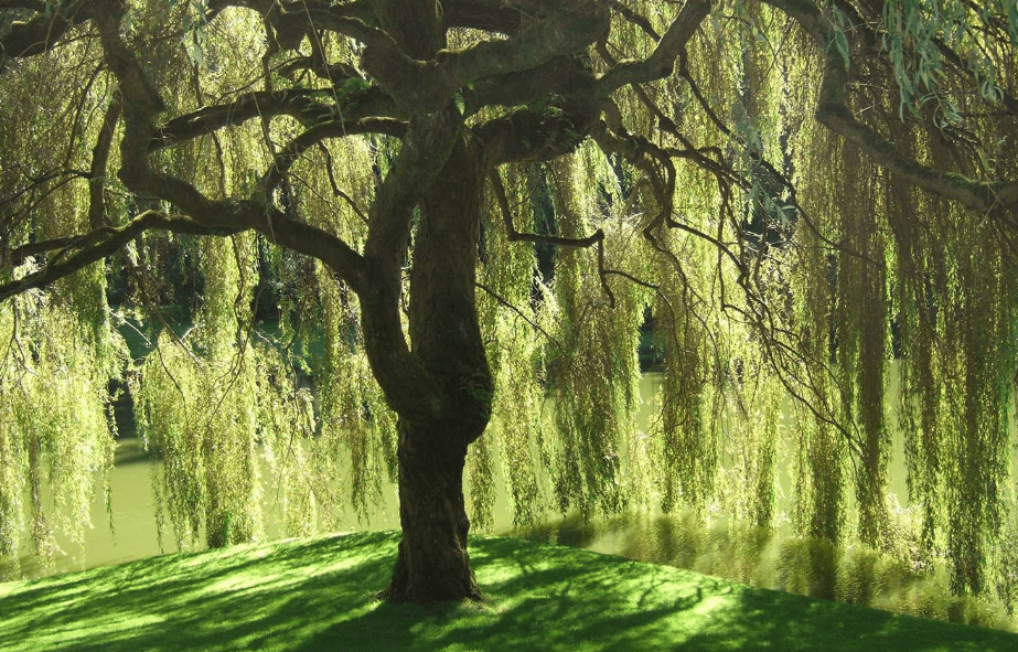 
Weeping Willow Tree - Salix babylonica - Heavy - Established Roots - 1 Trade Gallon Potted - 