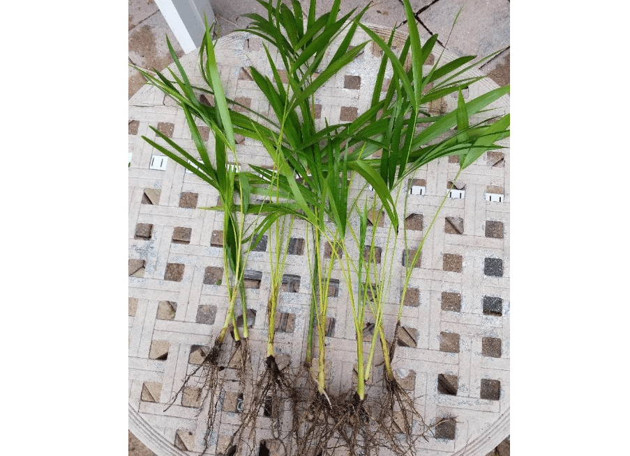 Areca Palm Plant Dypsis lutescens Easy to Grow