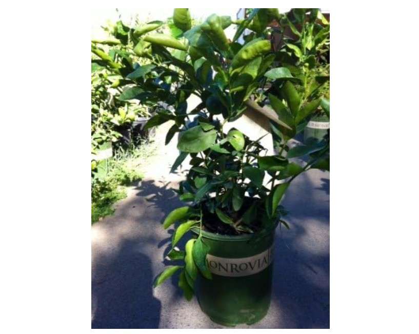 Bearss Lime Tree, Five Gallon Container by Monrovia Growers