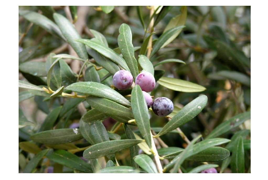 Olive Tree - 'Arbequina' - Olea europaea - live plant 