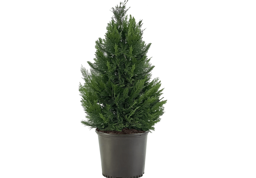 
2.25 Gallon Leyland Cypress Shrub