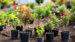 best potting mix for trees