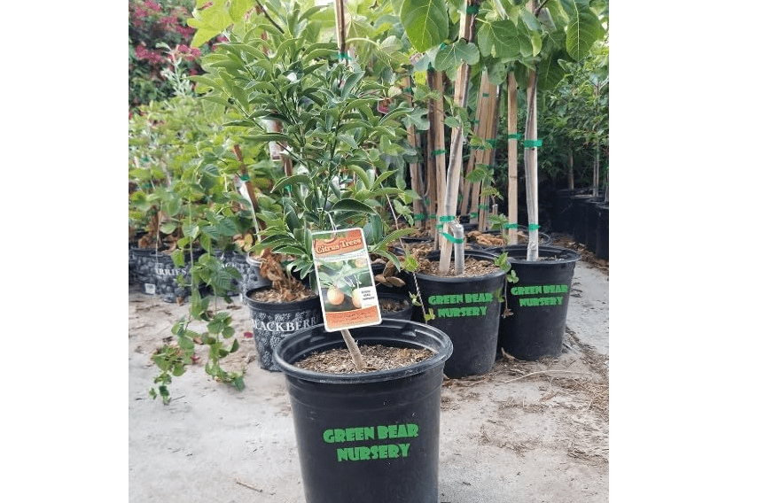 
Kumquat Fruit Tree Grafted Semi Dwarf Potted (Nagami Kumquat, 5 Gallon)