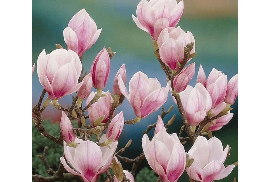 2 Saucer Magnolia Trees - Magnolia x Soulangeana, 6-12” Tall, Live Shrub in 2.5” Pot - Perfect for Gardens &