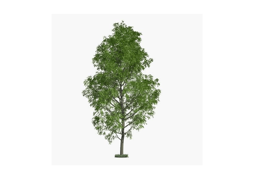 
10 Fast Growing Trees - 10 Hybrid Poplar Tree Cuttings - Fast Growing Shade or Privacy Trees - Very Attractive and Good for The Enviornment