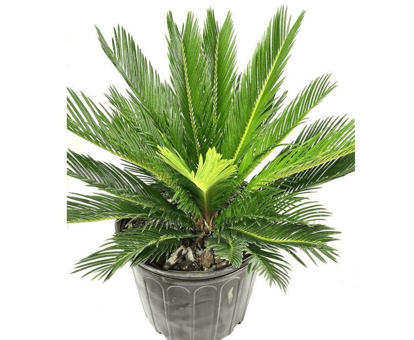 Sago Palm - Live Plant in an 10 Inch Pot - Cycas Revoluta - Beautiful Clean Air Indoor Outdoor Houseplant